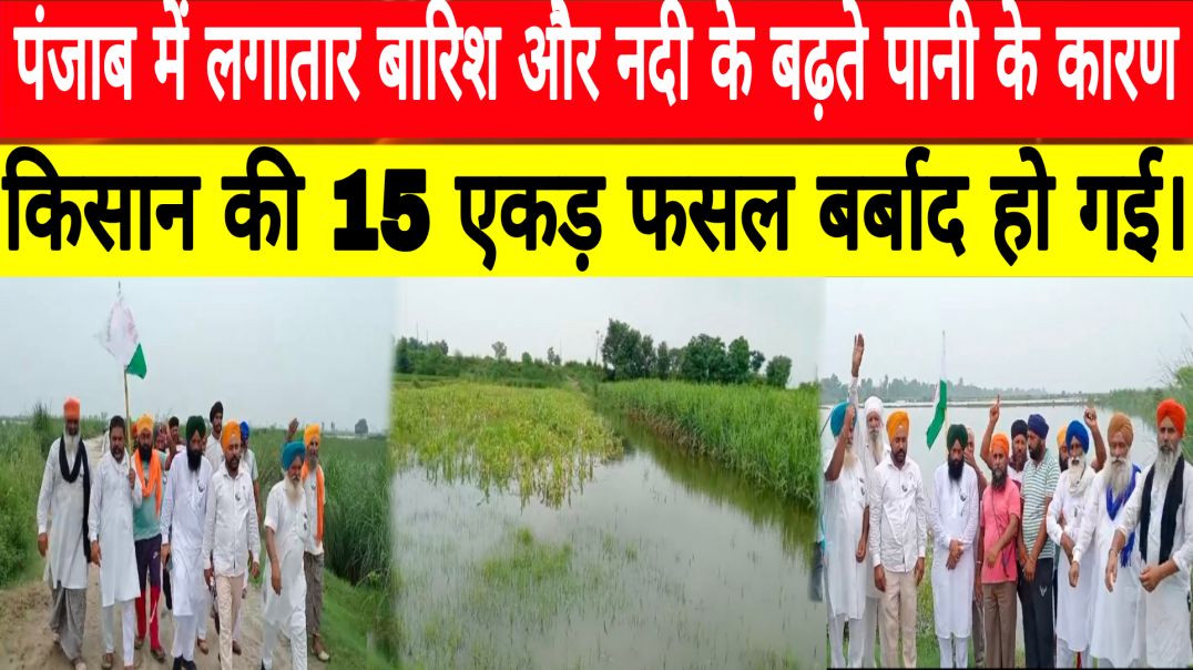 Panjab news : लगातार बारिश और नदी के बढ़ते पानी के कारण किसान की 15 एकड़ फसल बर्बाद हो गई।